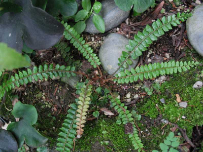 Polystichum lanceolatum ...  14.8.15 051.jpg