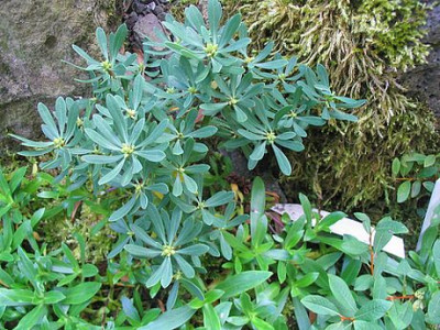 Daphne_oleoides_fars_1.jpg