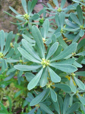 Daphne_oleoides_fars_2.jpg