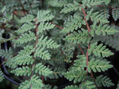 Cheilanthes feei ...   14.8.15 011.jpg