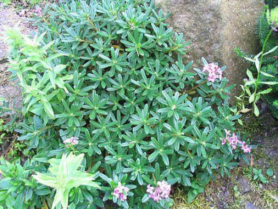 Daphne_sericea_fars_1.jpg