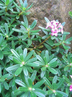 Daphne_sericea_fars_2.jpg