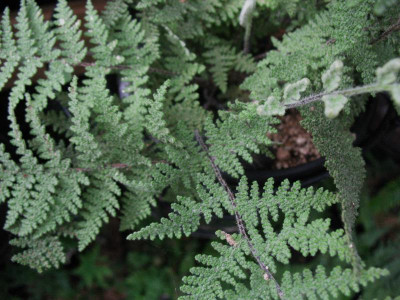 Cheilanthes myriophylla  ...    14.8.15 014.jpg