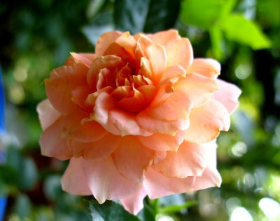 new_Parfume_Meillandine.jpg