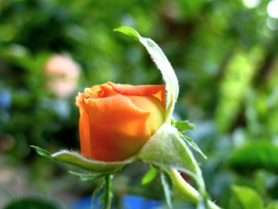 new_Parfume_Meillandine_Knospe.jpg