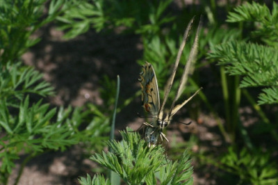 Schwalbe-Juli-06-02.jpg