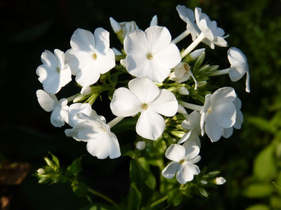 2015-08-10 Phlox.jpg