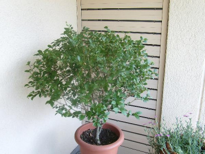SA550314.jpg
