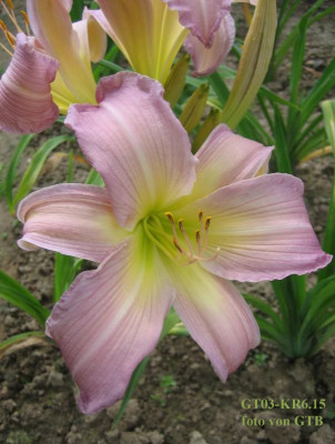 GT03-KR6.15 Trahlyta X Orchid Corsage_6798_r1.jpg