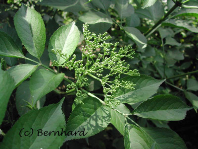 sambucus_nigra_haschber_fas.jpg