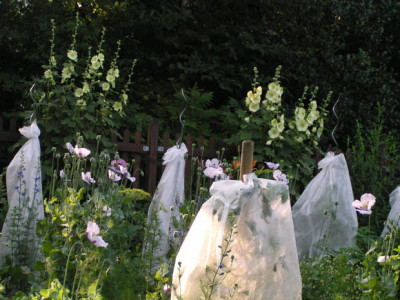bauerngarten.jpg