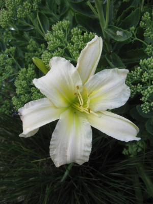 'Weißer Chiffonschal'_6594.jpg