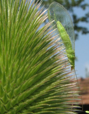 WILD_FR_1407_IV.jpg