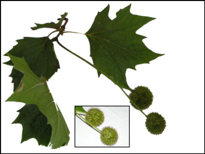 060714_unbekannter_Baum.jpg