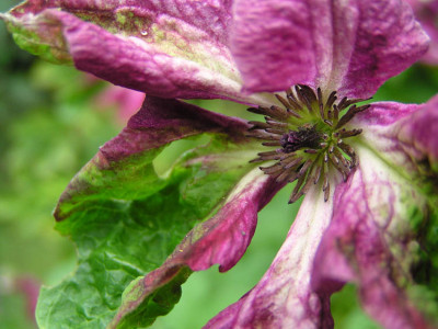 clematis_krank1.jpg