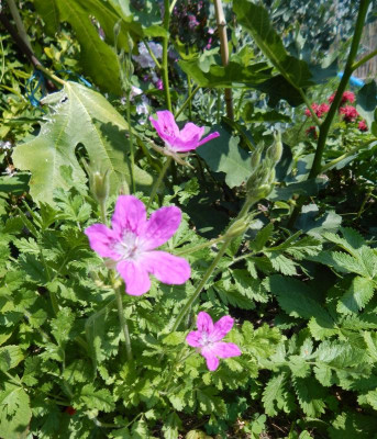 Erodium manescavii.JPG