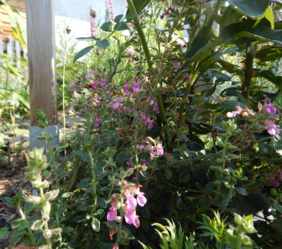 Teucrium chamaedrys .JPG