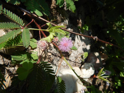 Mimosa pudica.JPG