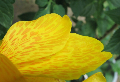 Ind._Blumenr._12.07.06_022.jpg