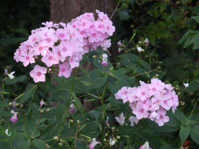 DSCF2485.JPG