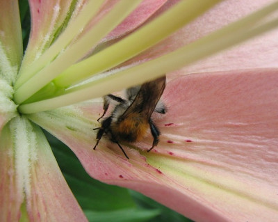 Hummel_macht_Kopfstand12.07.06_011.jpg