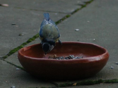 blaumeise_80.jpg
