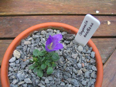 Campanula_morettiana.jpg
