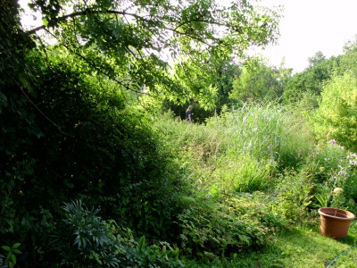 Albizia_imGruen.jpg