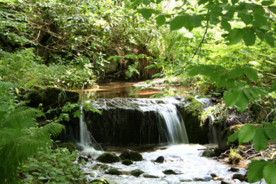 Buchenau-3.jpg