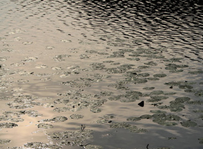 Donaugewasser-1.jpg
