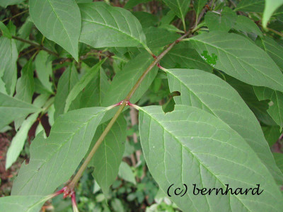 syringa_unbek_2.jpg