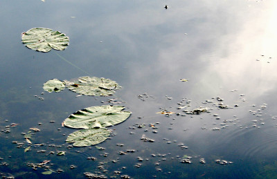 Donaugewasser-3.jpg