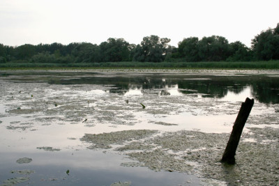 Donaugewasser-4.jpg
