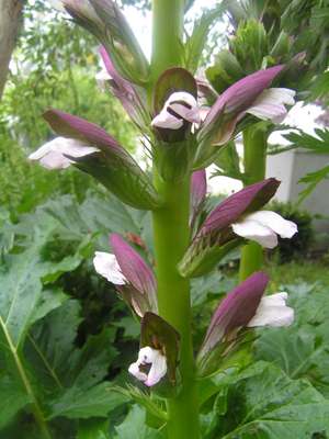 Acanthus_mollis.jpg