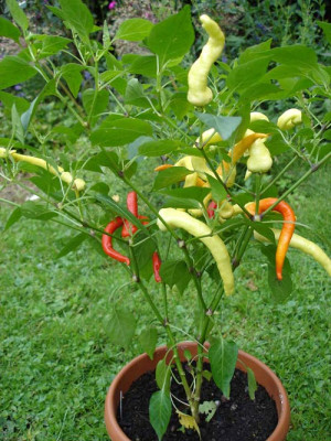 weisserchili1.jpg