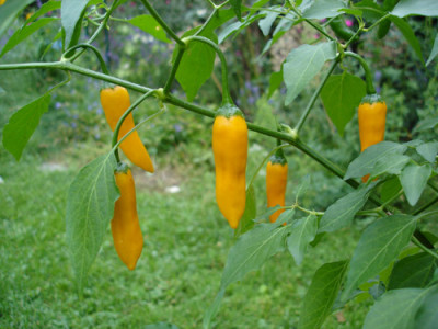 criollasella.jpg