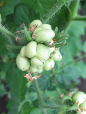 Reisetomate14.Juli_2006_016.jpg