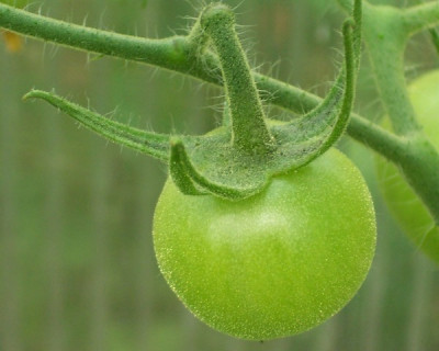 06tomaten32.JPG