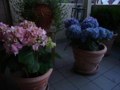 SA550335.jpg