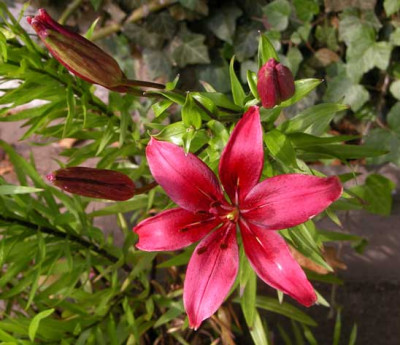 rote_lilie51275.jpg