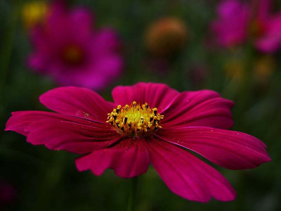 cosmea2636.jpg