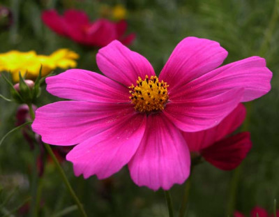 cosmea2844.jpg