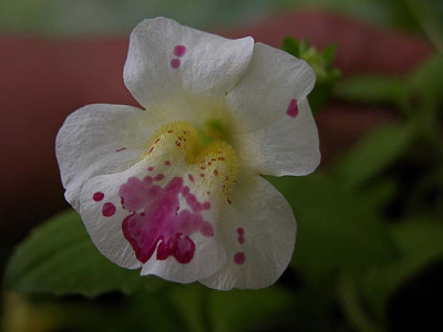 schizanthus1526.jpg