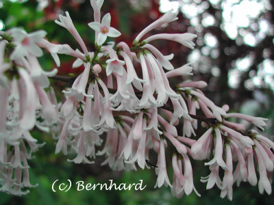 syringa_unbek_3.jpg
