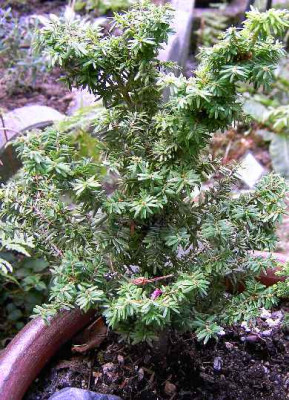 13.7.06._Tsuga_canadensis_Minuta_013.JPG