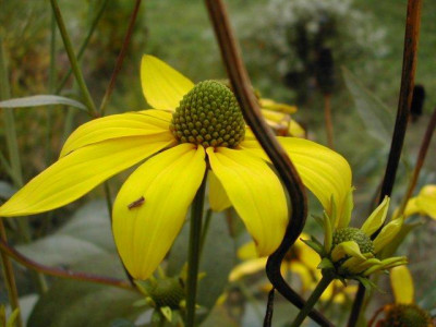 Rudbeckia_nitida.jpg
