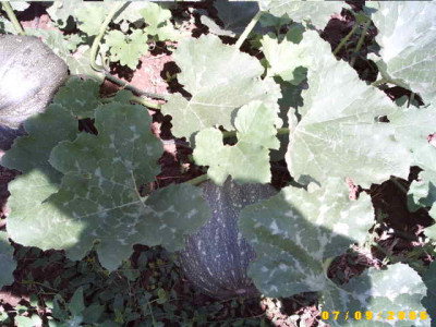 2006_0709Bild0005.JPG