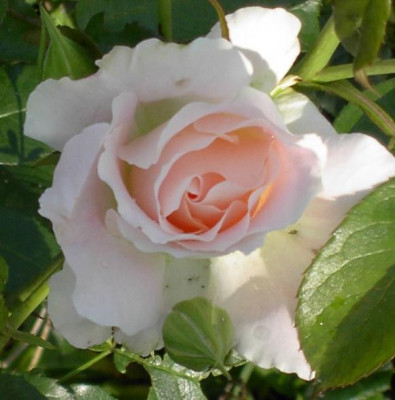 20040611_rosa_rose.jpg