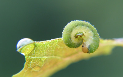 WILD_SA_1507_I.jpg