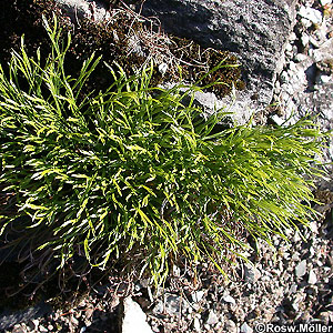 Asplenium_septentrionale.jpg
